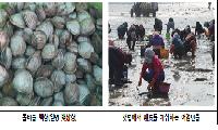 인천시, 돌비늘백합 시범양식으로 어업인 새로운 소득원 발굴